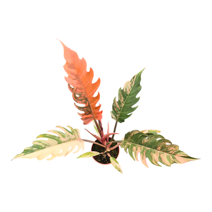 Philodendron Caramel Marble