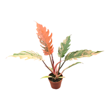 Philodendron Caramel Marble