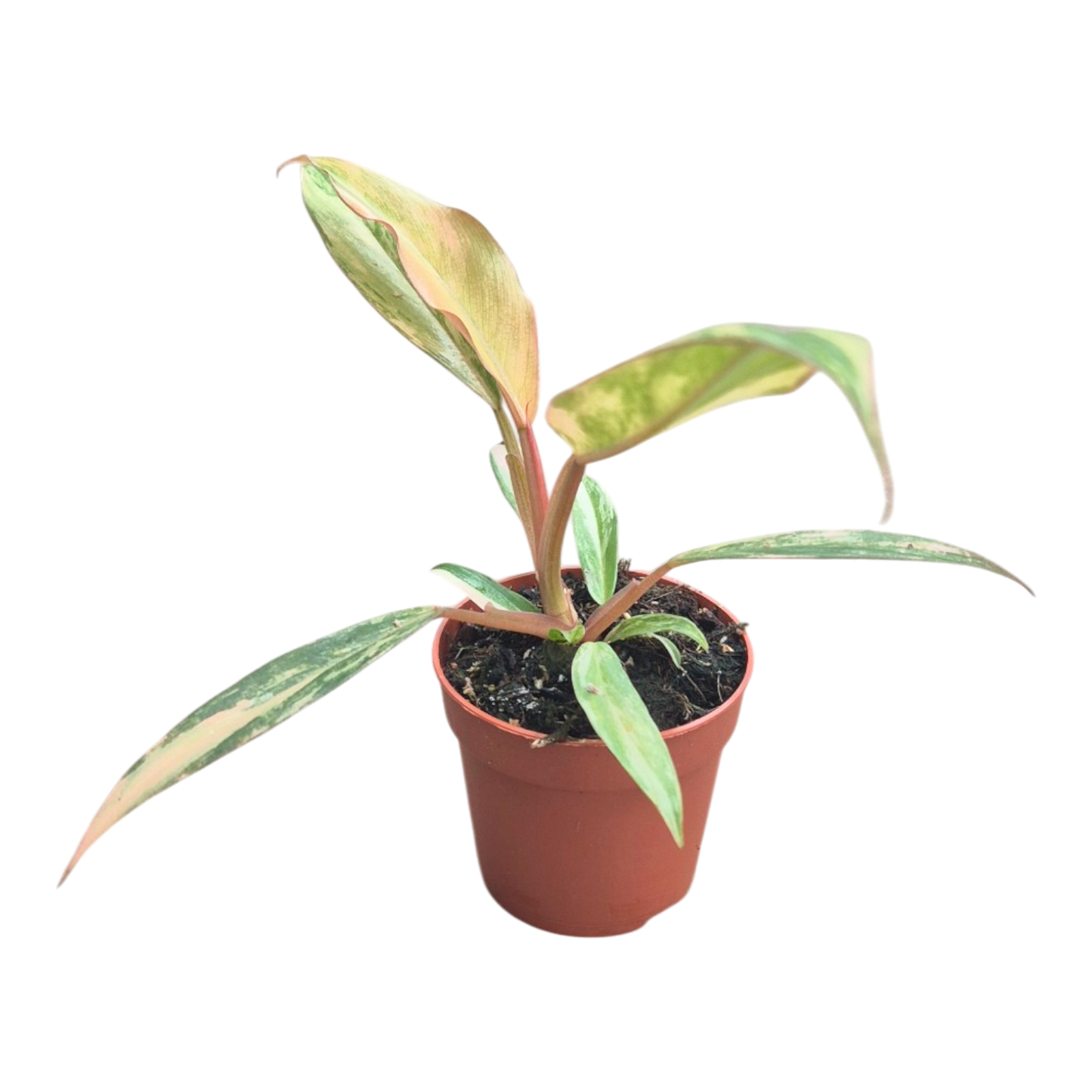 Philodendron Caramel Marble