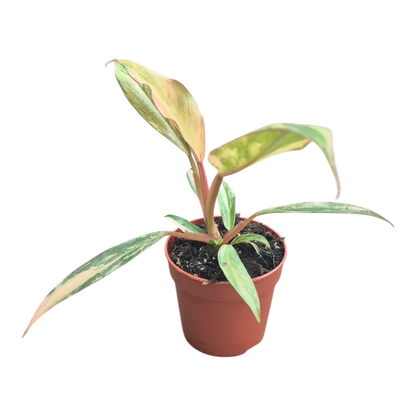 Philodendron Caramel Marble
