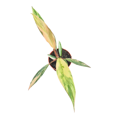 Philodendron Caramel Marble