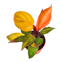 Philodendron Cherry Red
