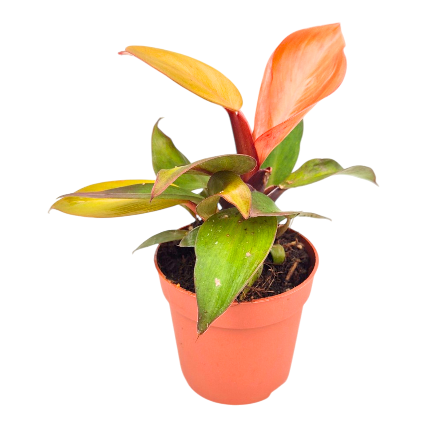 Philodendron Cherry Red