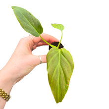 Philodendron Corsinianum