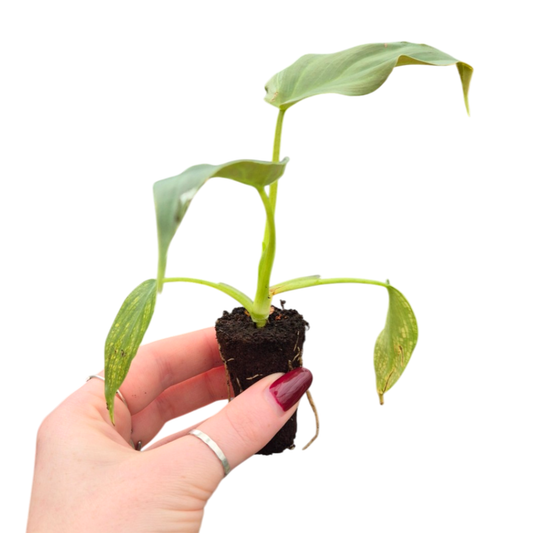 Philodendron Corsinianum