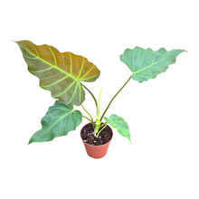 Philodendron Corsinianum