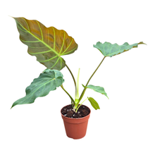 Philodendron Corsinianum