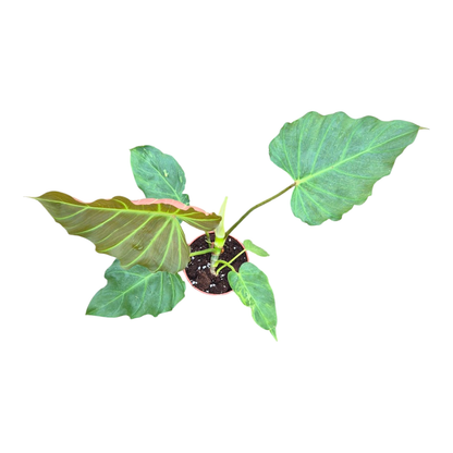 Philodendron Corsinianum