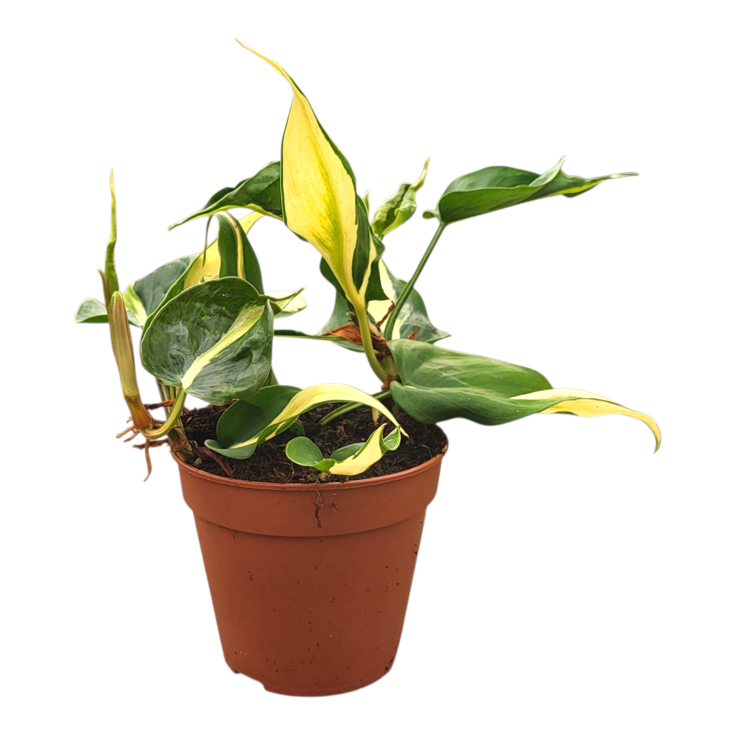 philodendron green splash Philodendron Cream Splash – Casa Botanica