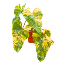 Philodendron Domesticum Variegata