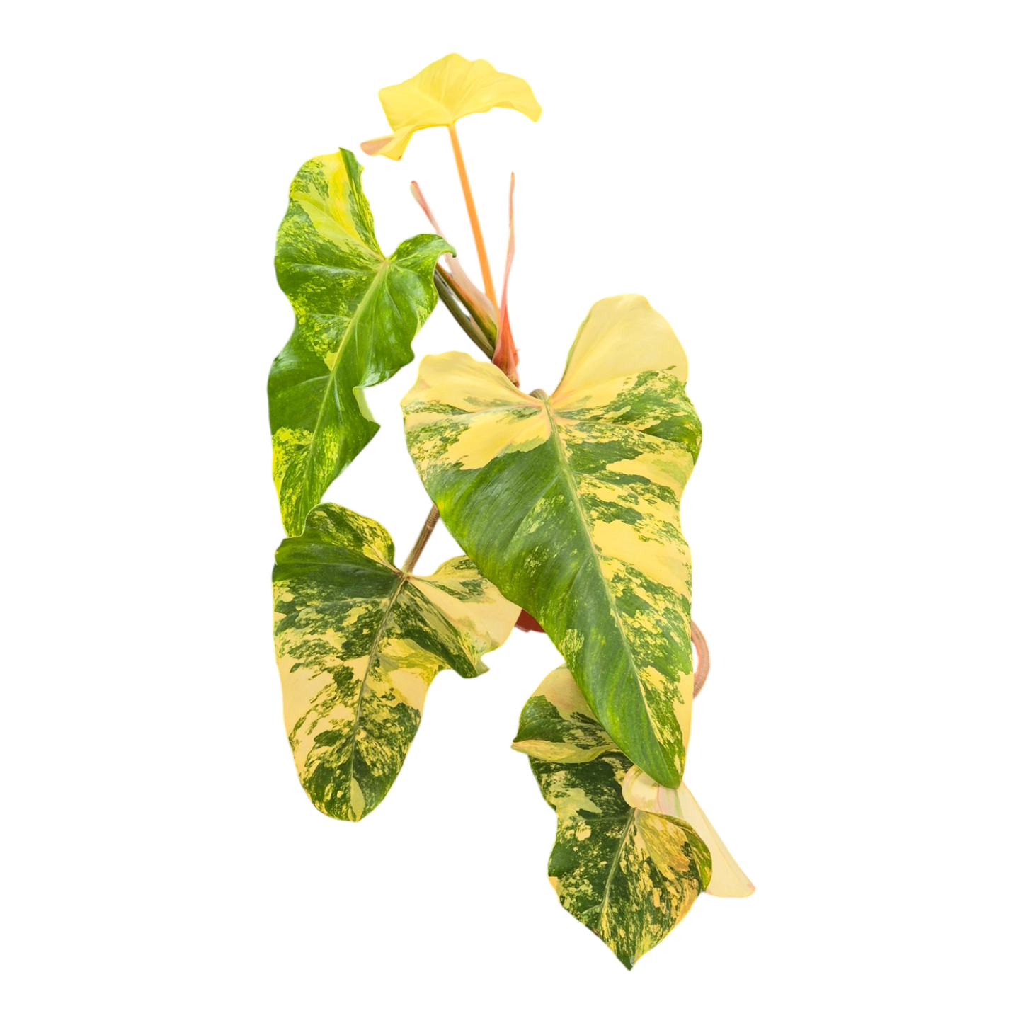 Philodendron Domesticum Variegata