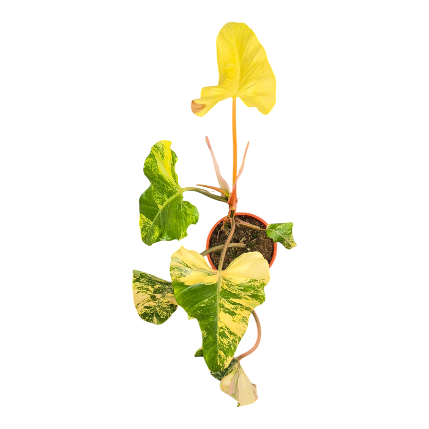 Philodendron Domesticum Variegata