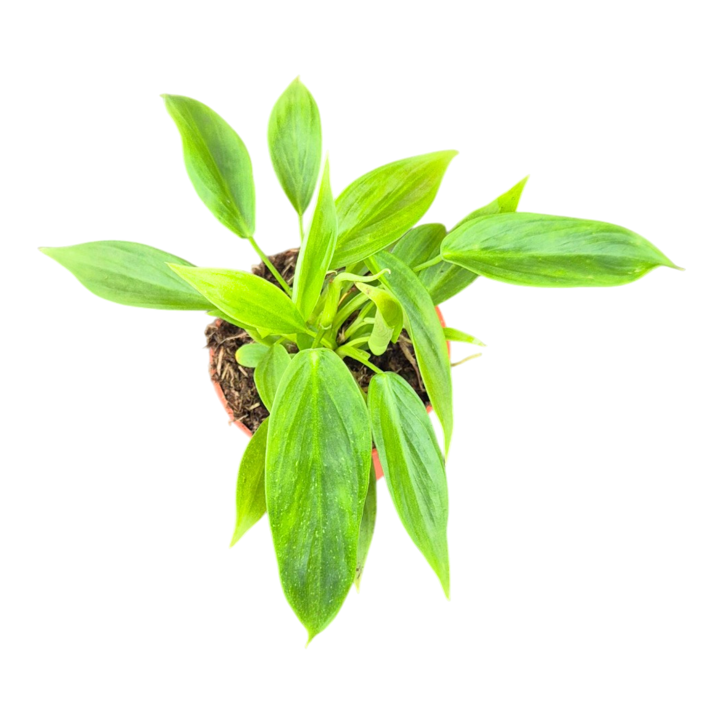 Philodendron Esmeraldense