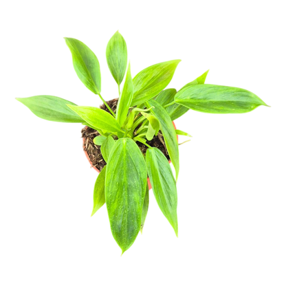 Philodendron Esmeraldense