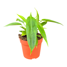 Philodendron Esmeraldense