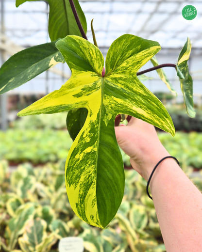 Philodendron Florida Beauty