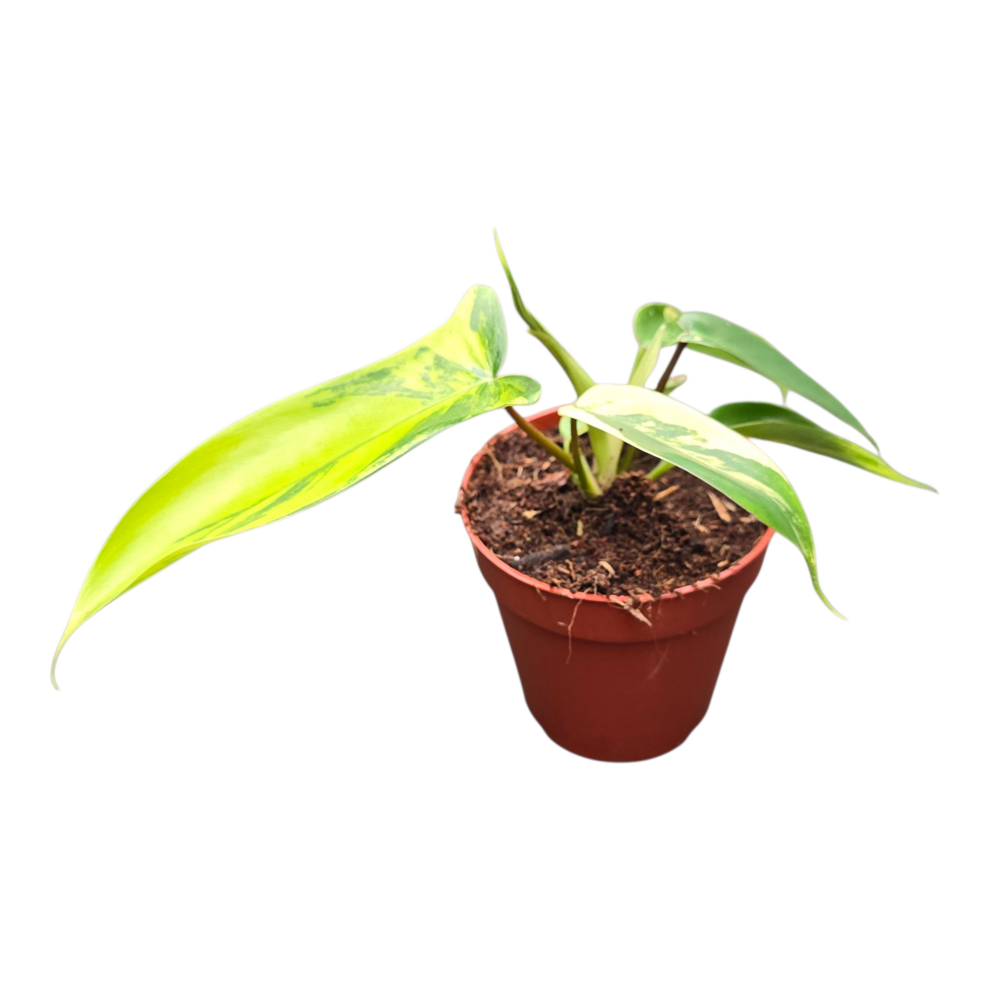 philodendron florida beauty kaufen Philodendron Florida Beauty – Casa Botanica