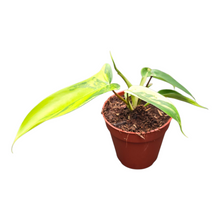 Philodendron Florida Beauty