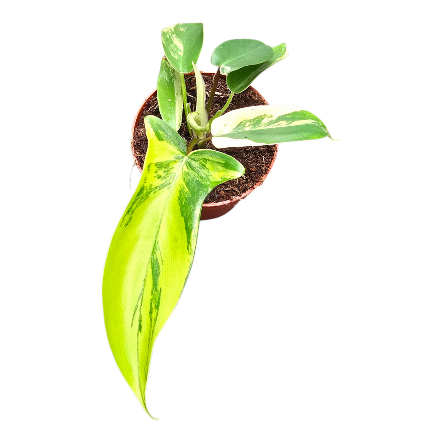 Philodendron Florida Beauty