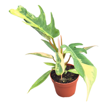 Philodendron Florida Beauty x Tortum Variegata