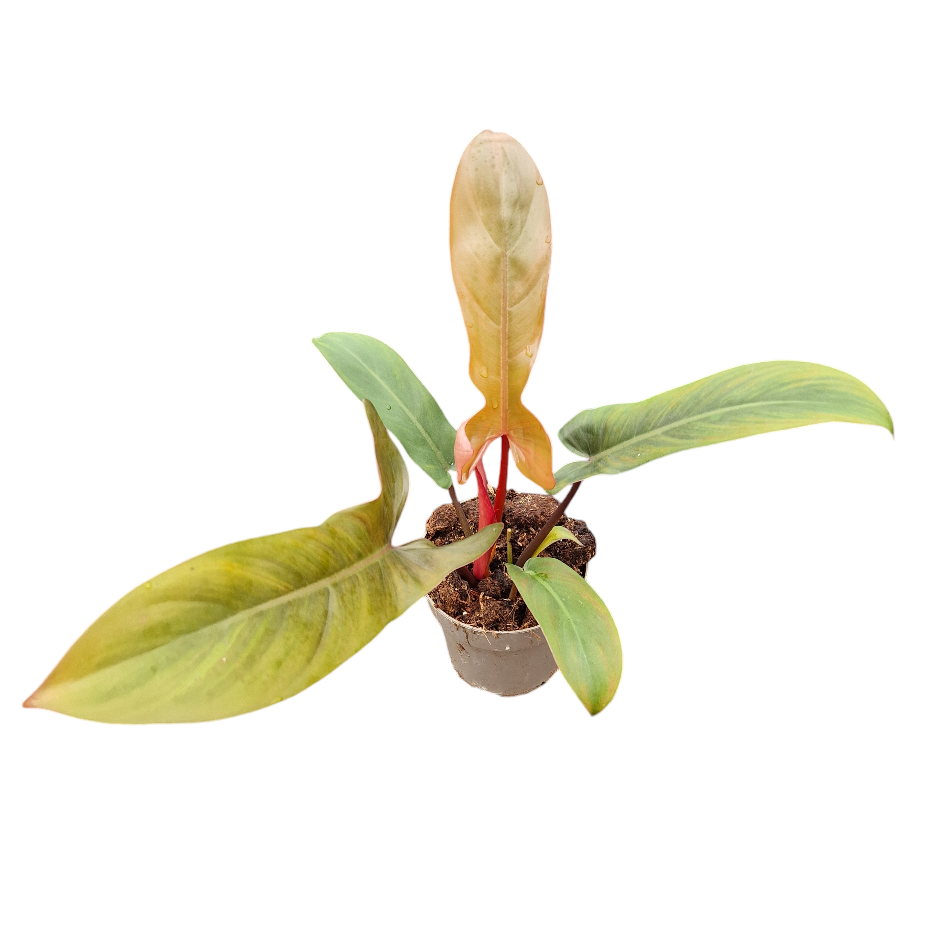 philodendron bloem Philodendron Florida Bronze