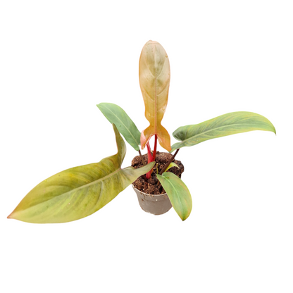 Philodendron Florida Bronze
