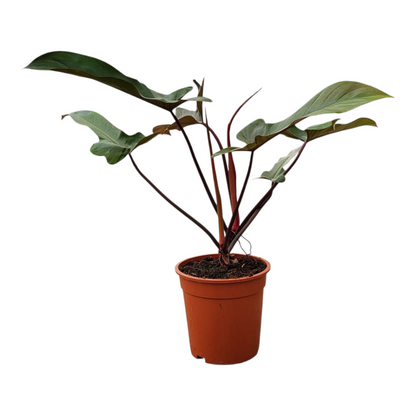 philodendron florida bronze Philodendron Florida Bronze – Casa Botanica