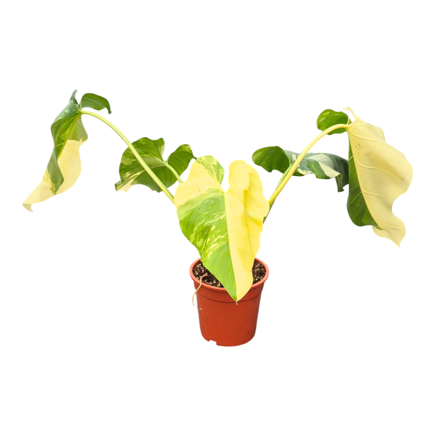 Philodendron Giganteum Albo
