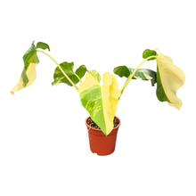 Philodendron Giganteum Albo
