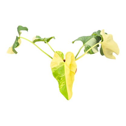Filodendron Giganteum Albo