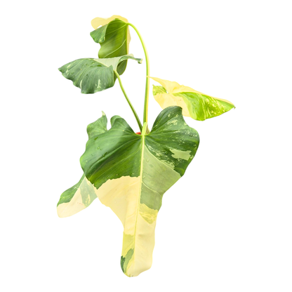 Filodendron Giganteum Albo