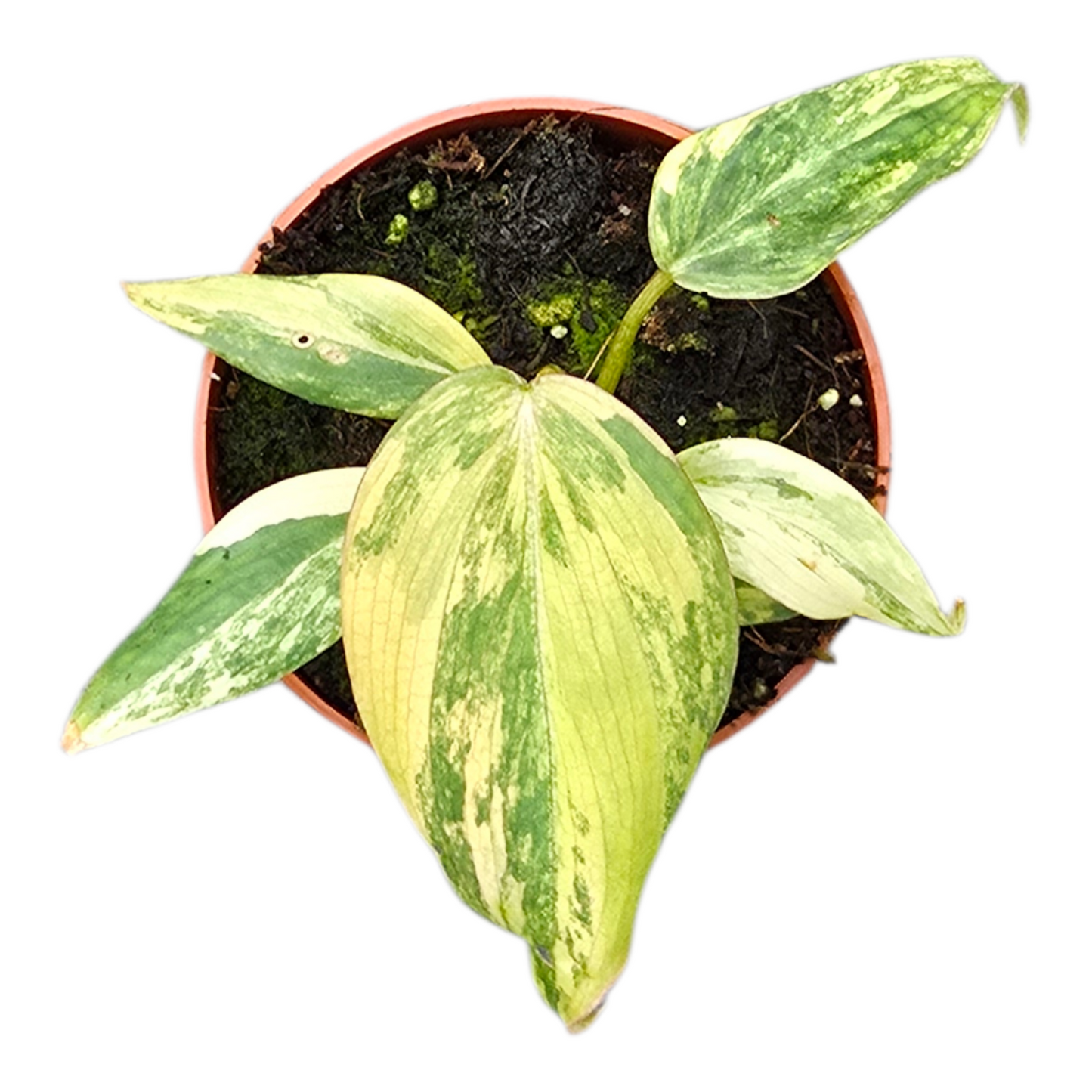 榮華喜林芋 深色斑葉變種