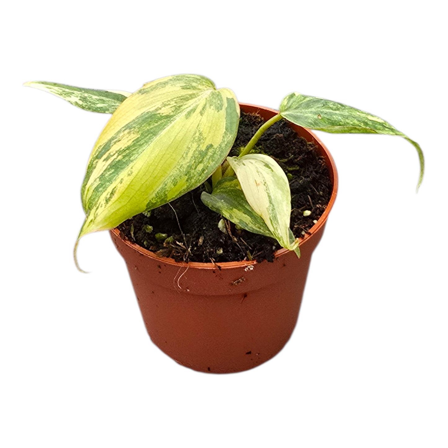榮華喜林芋 深色斑葉變種