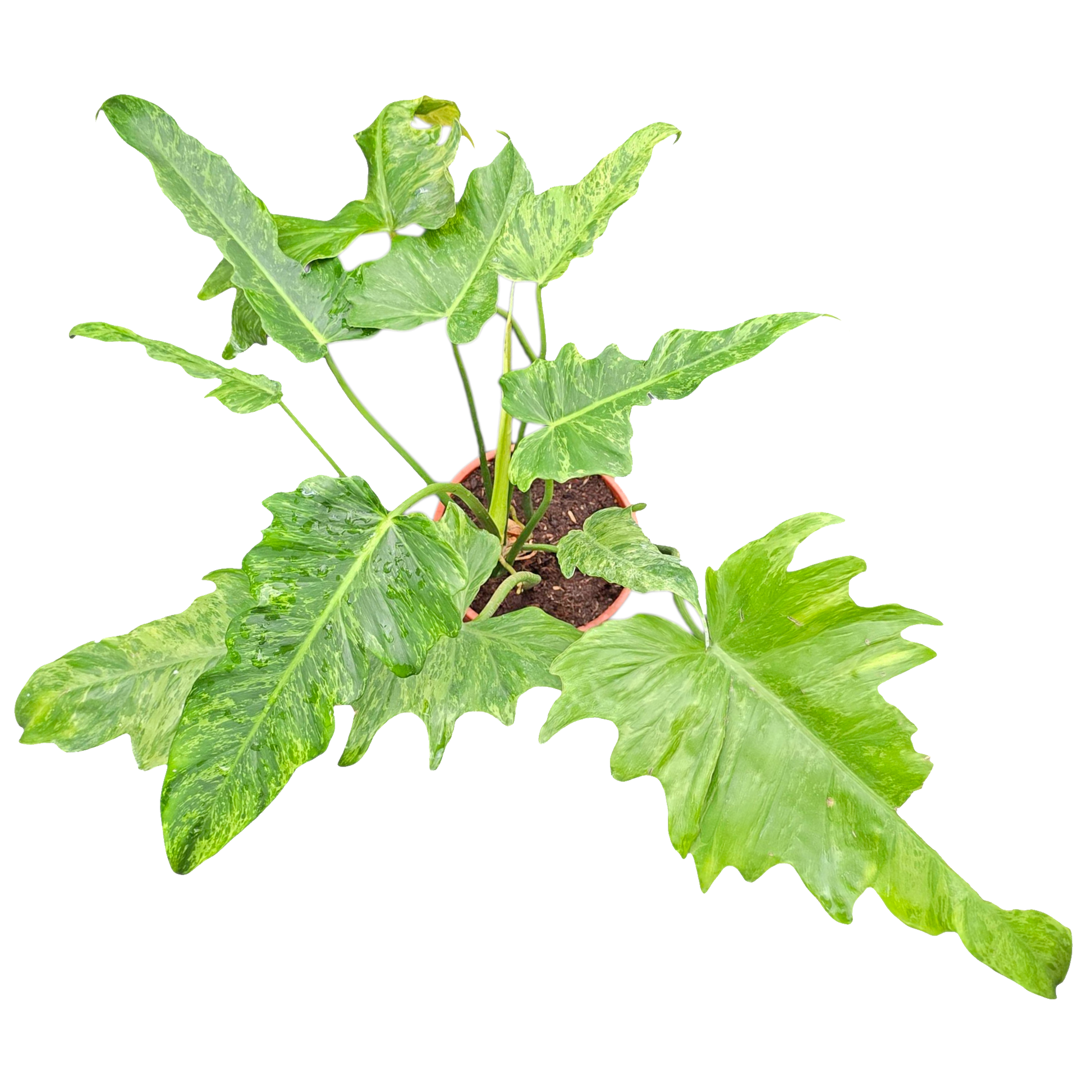 philodendron golden dragon narrow Philodendron Golden Dragon