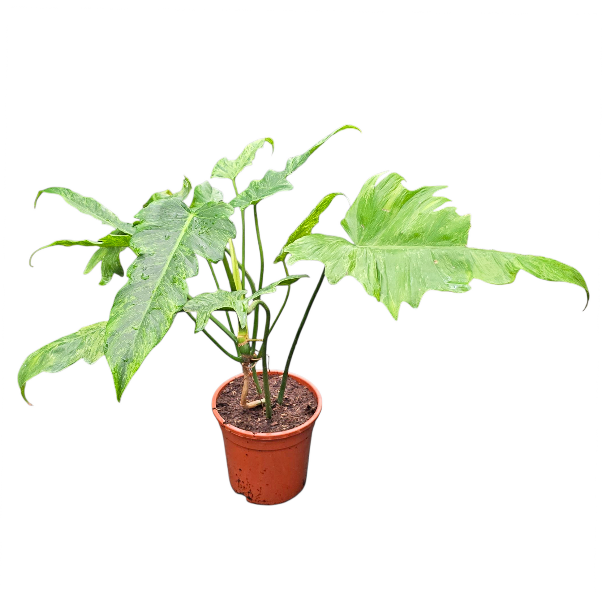 philodendron golden dragon for sale Philodendron Golden Dragon – Casa Botanica