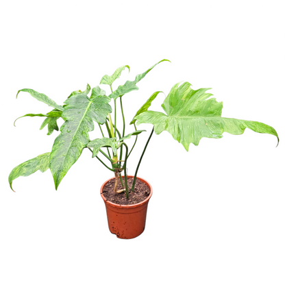 philodendron golden dragon narrow form Philodendron Golden Dragon – Casa Botanica