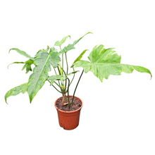 Philodendron Golden Dragon