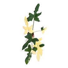 Philodendron Golden Dragon Variegata *1