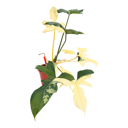 Philodendron Golden Dragon Variegata *1