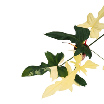 Philodendron Golden Dragon Variegata *1