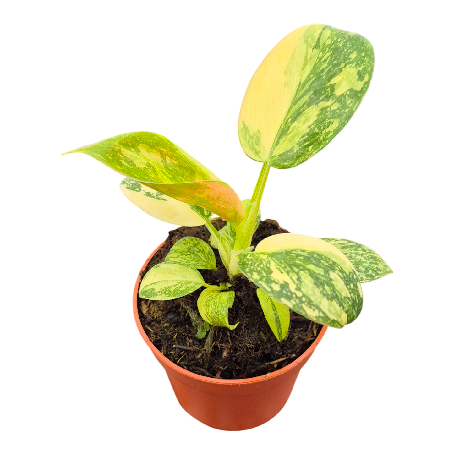 Philodendron Green Congo Variegata