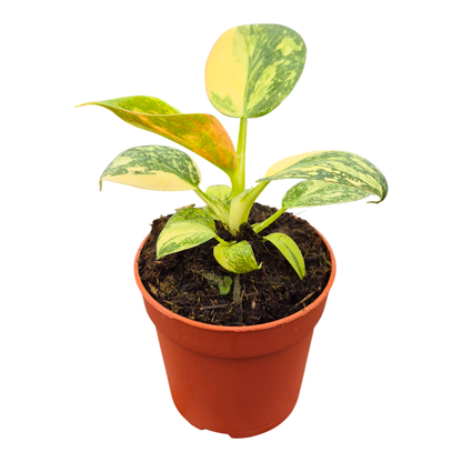 Philodendron Green Congo Variegata