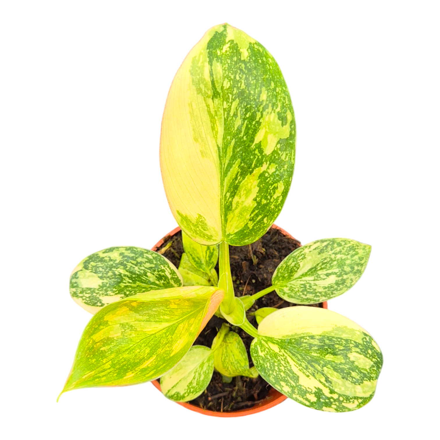 philodendron congo spots on leaves Philodendron Green Congo Variegata – Casa Botanica