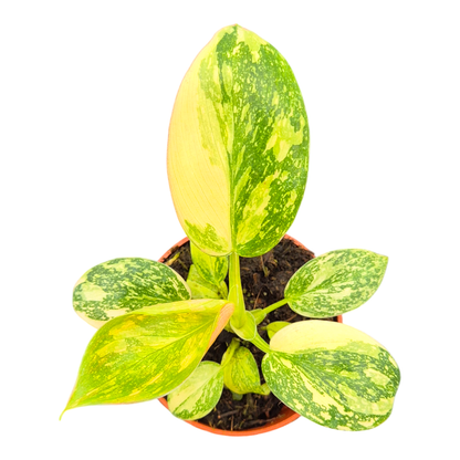 Philodendron Green Congo Variegata