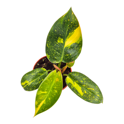 Philodendron Green Congo Variegata