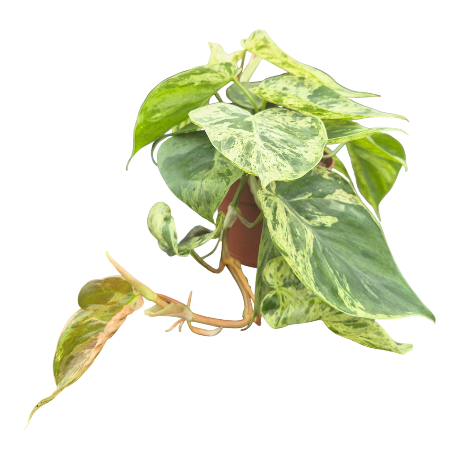 epipremnum philodendron Philodendron Hederaceum Variegata – Casa Botanica