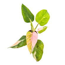 Philodendron Ice Speckle