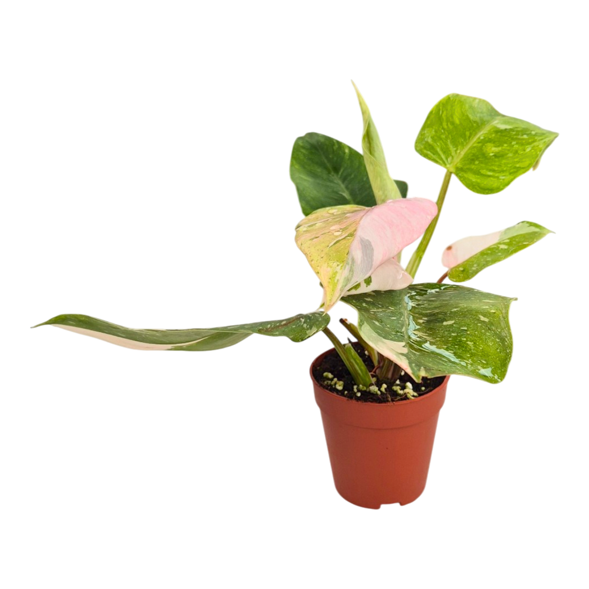 Philodendron Ice Speckle