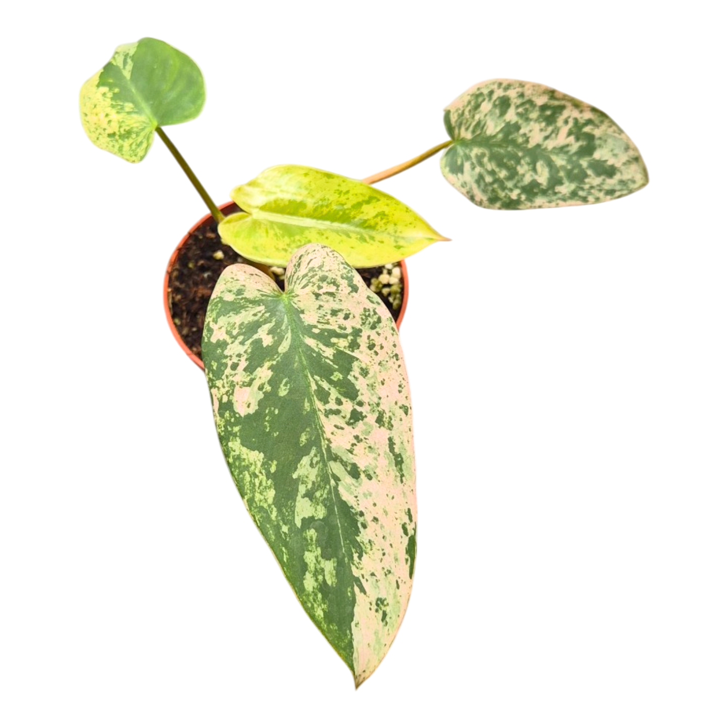 Ausgewählter Philodendron Ilsemanii