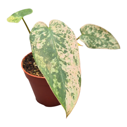 Ausgewählter Philodendron Ilsemanii